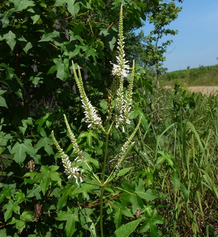 {Veronicastrum virginicum}